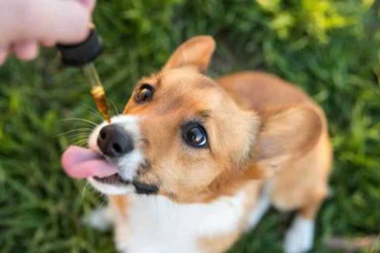 5 Reasons To Give CBD to Your Pets