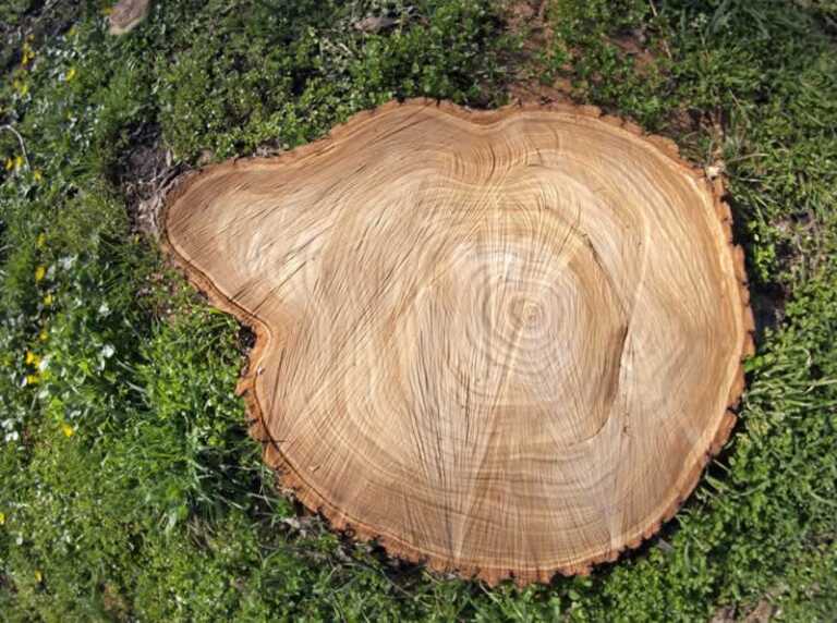 How to Remove a Tree on Your Property