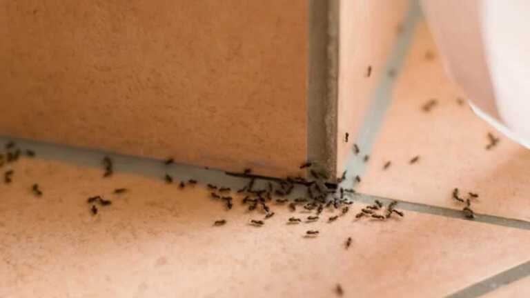How to get rid of black ants