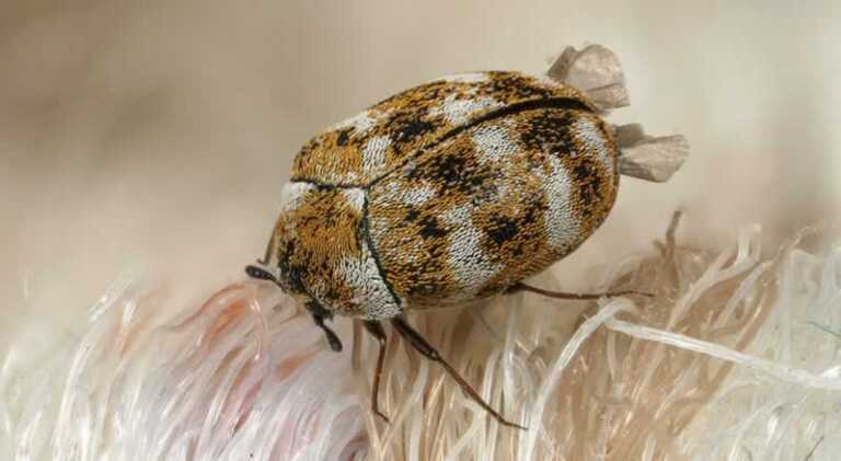 How to get rid of carpet beetles