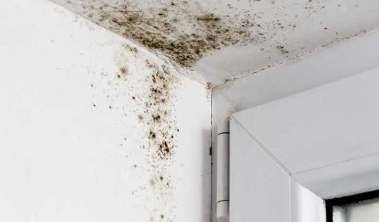 How to reduce mould and mildew in the home