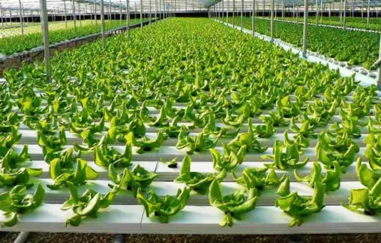 Benefits of Equipping A Hydroponic Systems For Your Farm