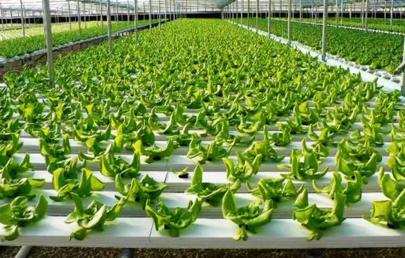 Benefits of Equipping A Hydroponic Systems For Your Farm