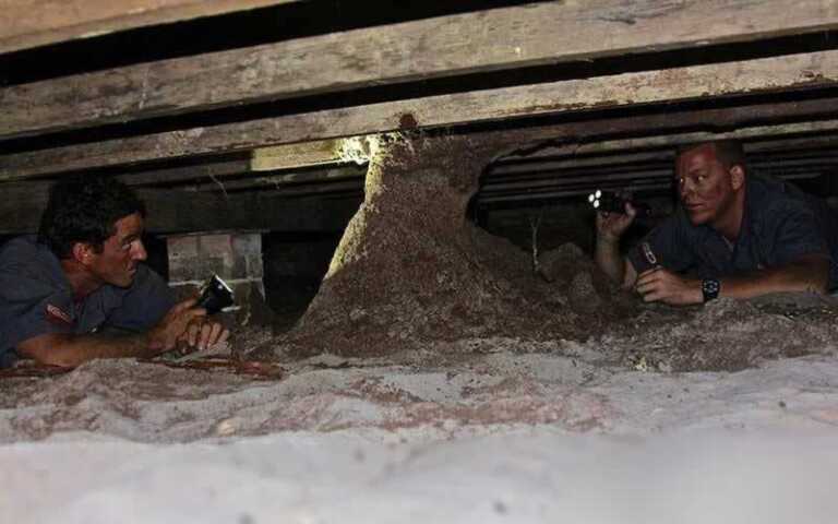 Can I treat my home for termites myself