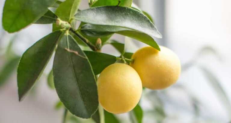 How to germinate lemon seeds in paper towel