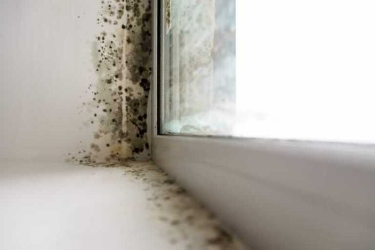 5 ways to find mold in your home