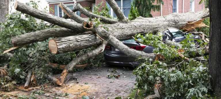 Buffalo Tree Removal And The Benefits of Removing Dangerous Trees