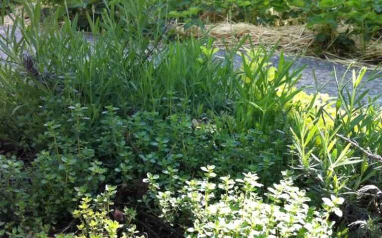 Herbs from your garden that can used to garnish a meal