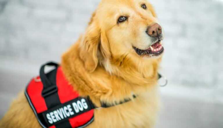 Here is what you need to know about Service Animals