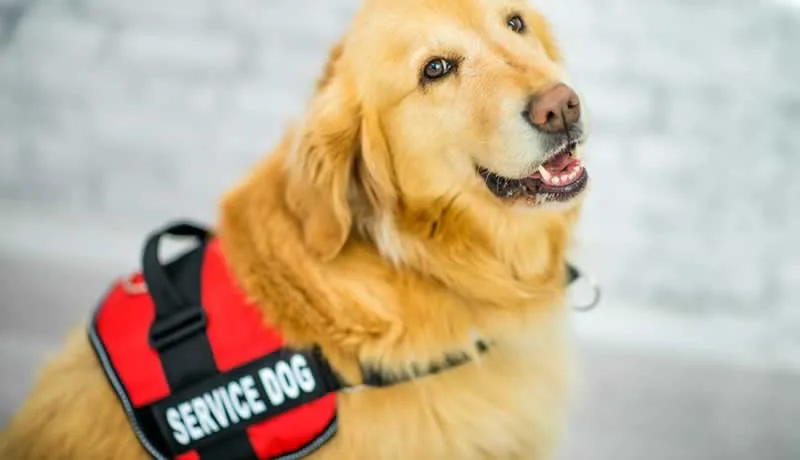 Here is what you need to know about Service Animals