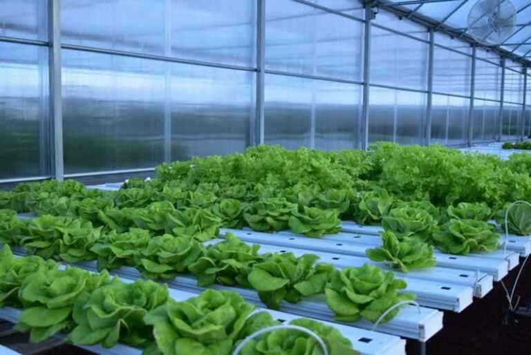 Hydroponics in Canada