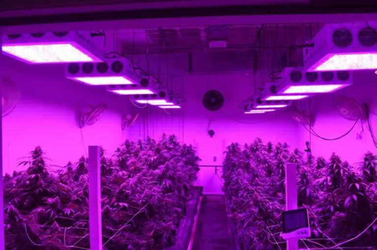 Spider Farmer LED Grow Light Reviews