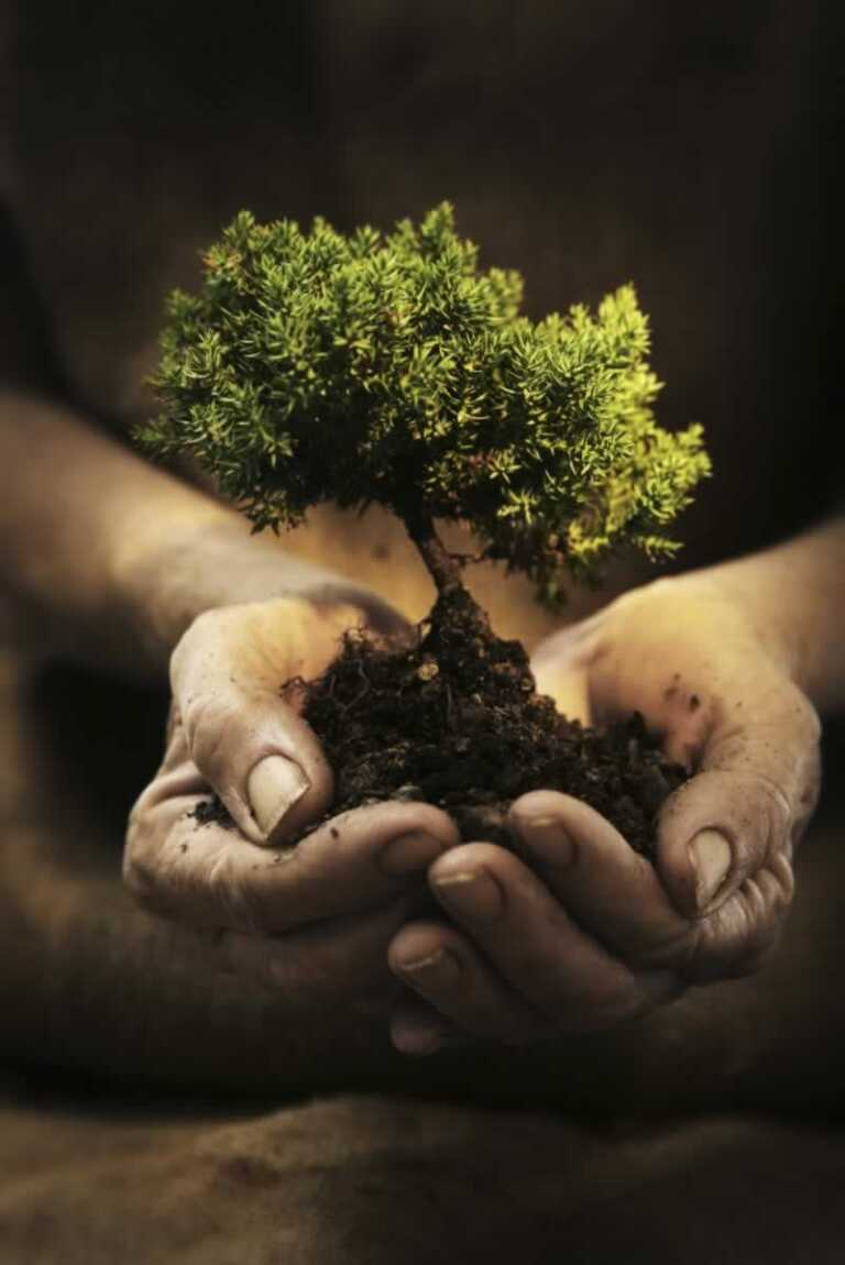 Taking Proper Care of Your Trees