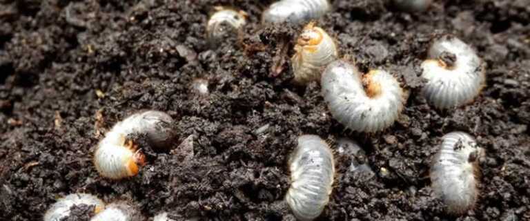 The 2 Worst Invasive Pests