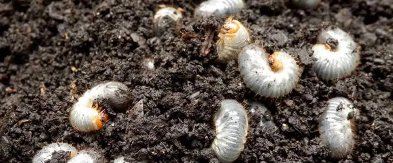 The 2 Worst Invasive Pests