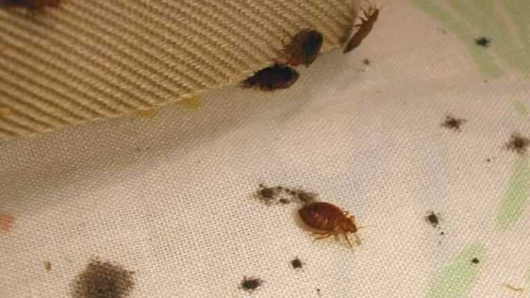 The Most Dangerous Bugs You Shouldn't Try to Handle On Your Own
