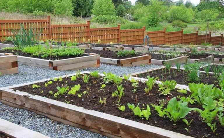 raised beds in urban garden