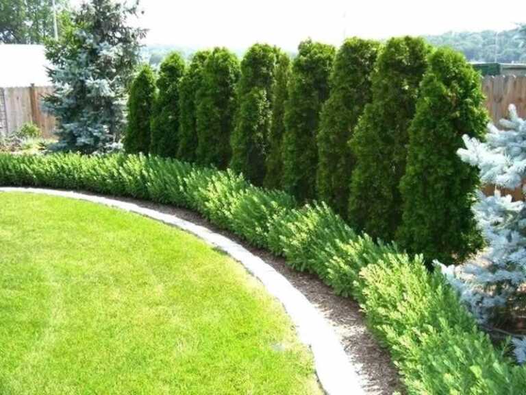 Choosing the right trees for your backyard