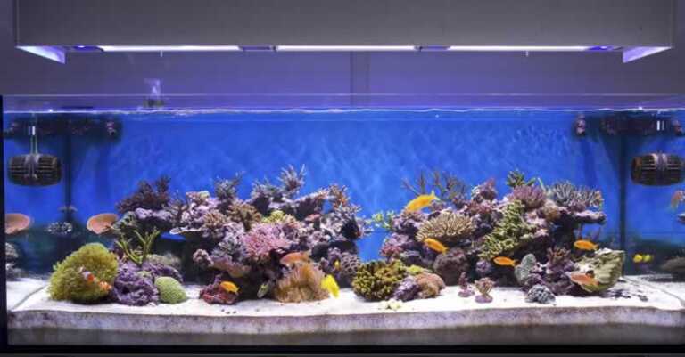 What You Should Know About Quiet Aquarium Air Pump