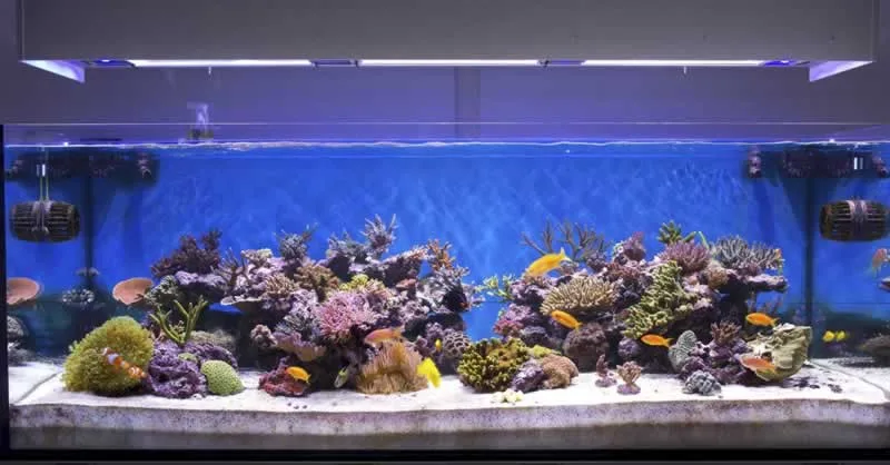 What You Should Know About Quiet Aquarium Air Pump