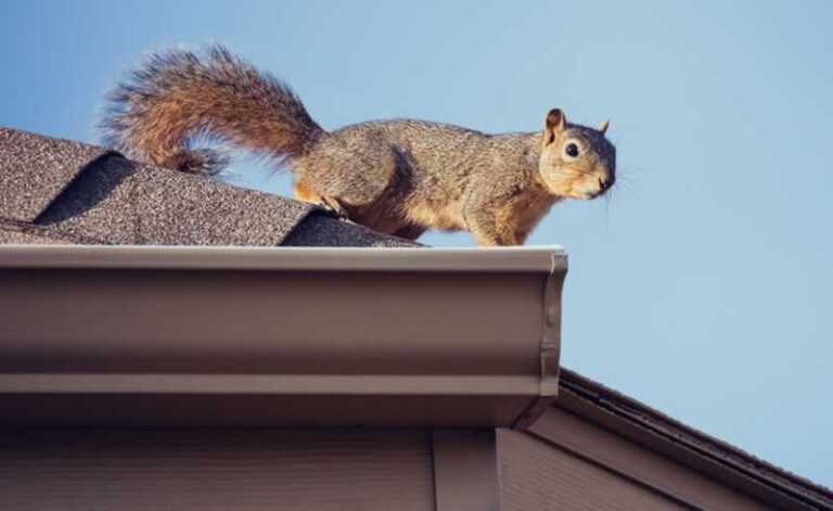 Are Pests Damaging My Roof