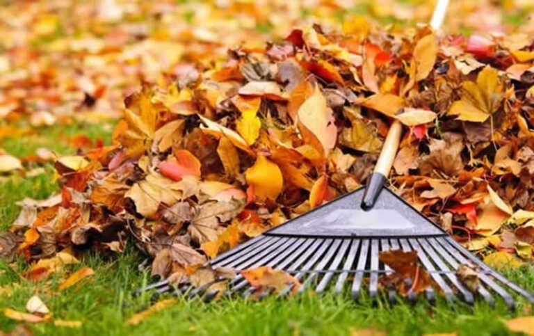 Easy Way to Rake Leaves in Your Yard