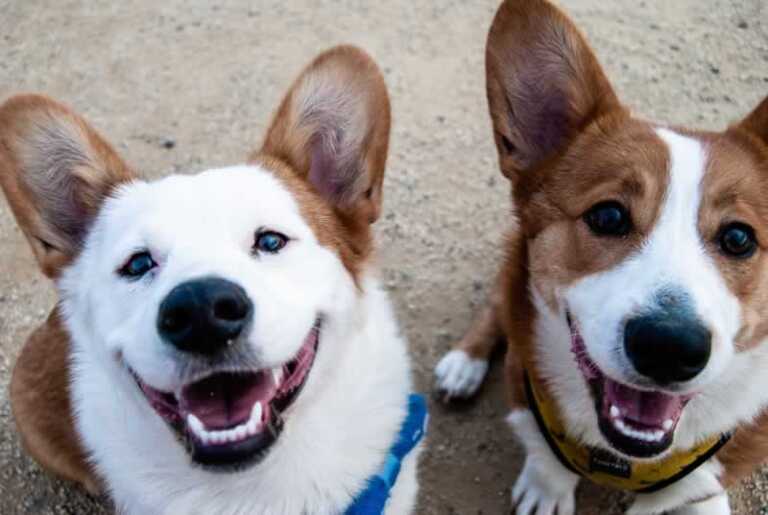 Foods That You Probably Didn't Know are Harmful to Dogs
