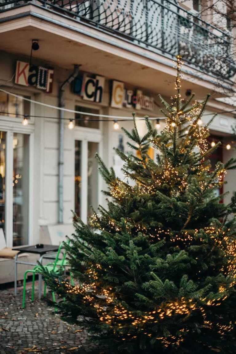 live tree decorated with Christmas lights