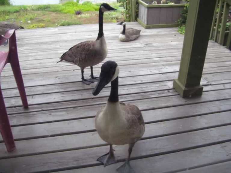 How to Keep Unwanted Animals Out of Your Yard