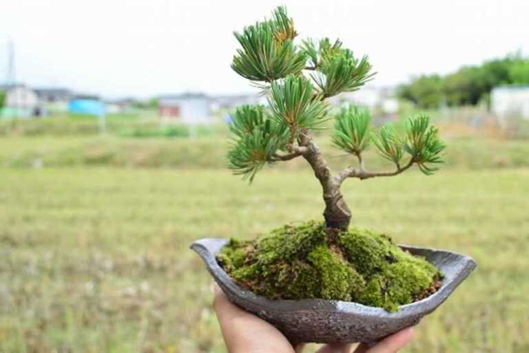 List of Various Green Plants to Gift on Birthday