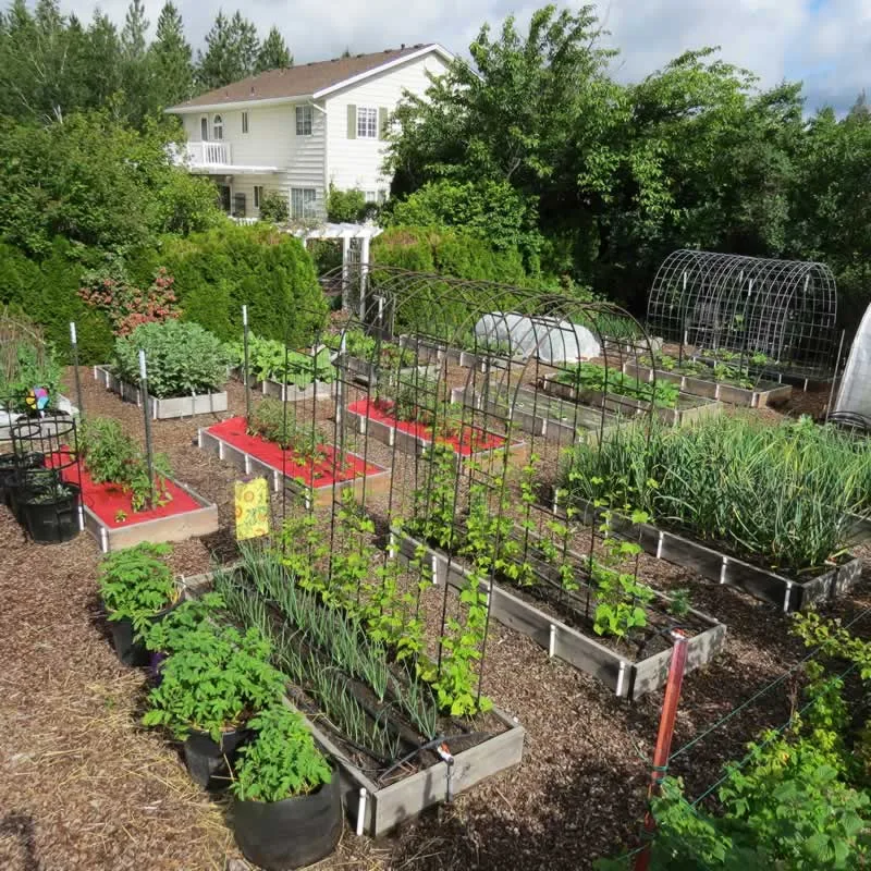 What Plants Should Not Be Planted Next to Each Other