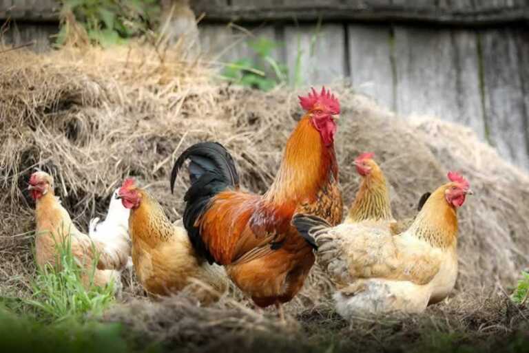 What You Need for Your Very Own Chicken Coop