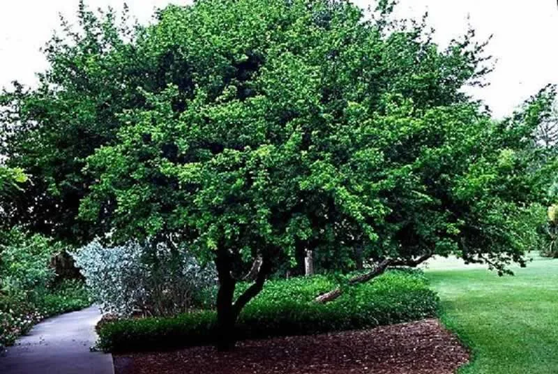 What are the Trees to Plant in Northern California