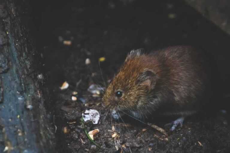How to Properly Handle a Pest Infestation