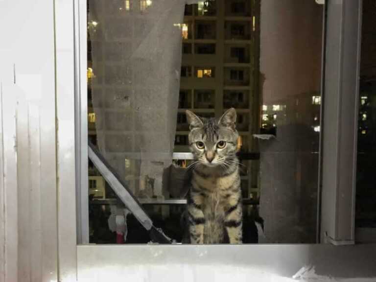 Is a Window Screen Worth Fixing