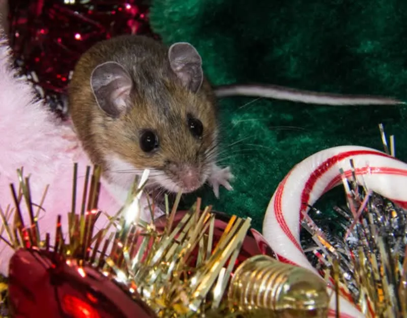 5 Pest Prevention Essentials For The Holiday Season
