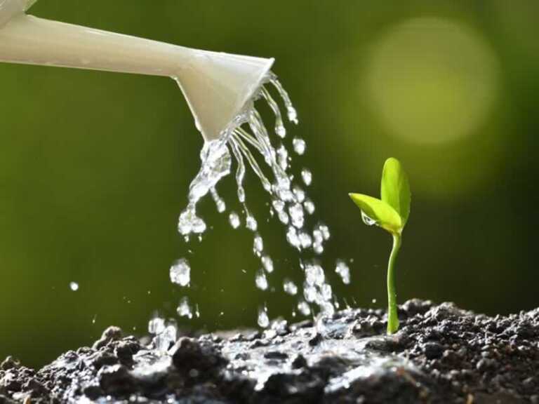 5 Tips On Correctly Watering Your Garden