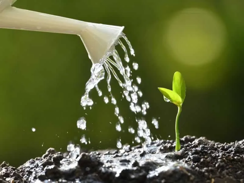5 Tips On Correctly Watering Your Garden