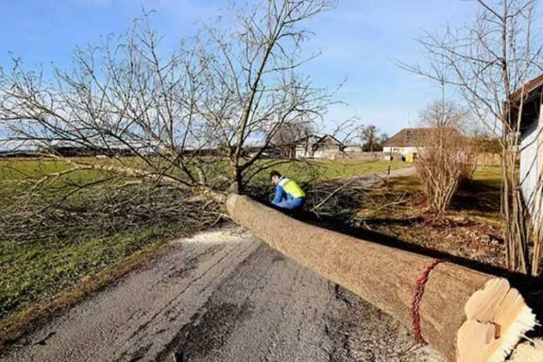 6 Signs That Indicate It's Time to Cut Down Your Tree