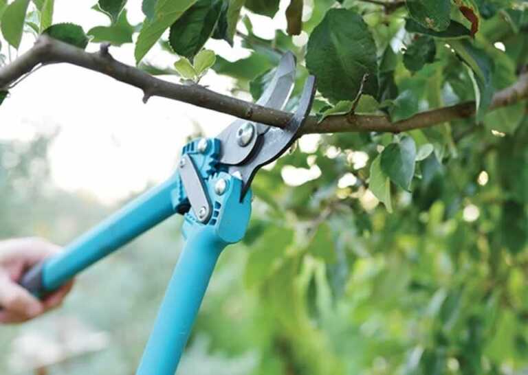 A complete guide to pruning and trimming trees