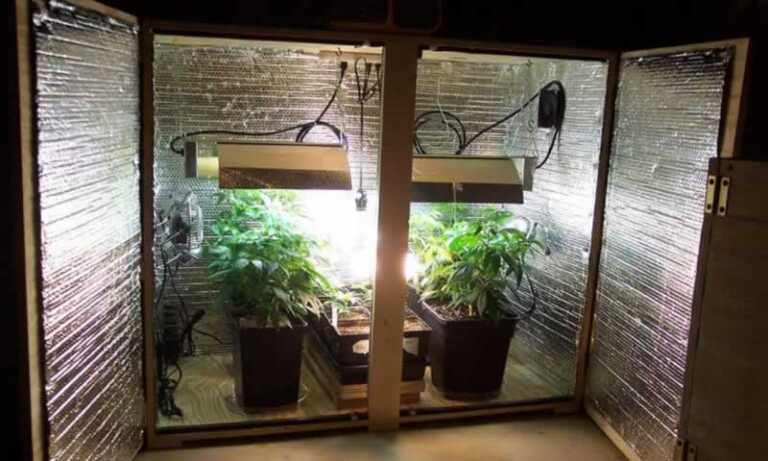An Easy Buying Guide To Grow Boxes