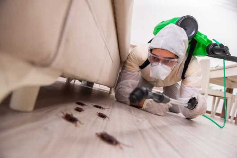 Common Mistakes When Choosing a Pest Control Company in KL