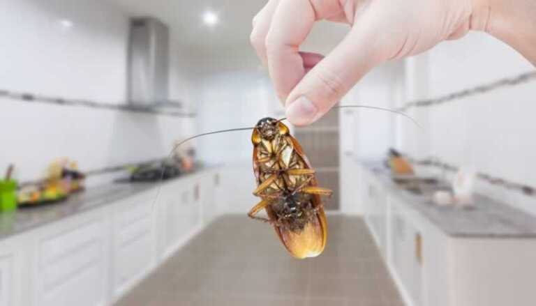 Discover The Do's and Don'ts of Successful Pest Control