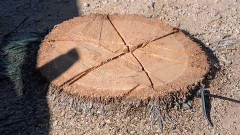 Effective Tips to Remove a Palm Tree Stump