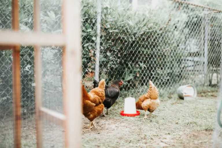 How to Create a Safe Environment for Your Backyard Chickens | Handyman tips