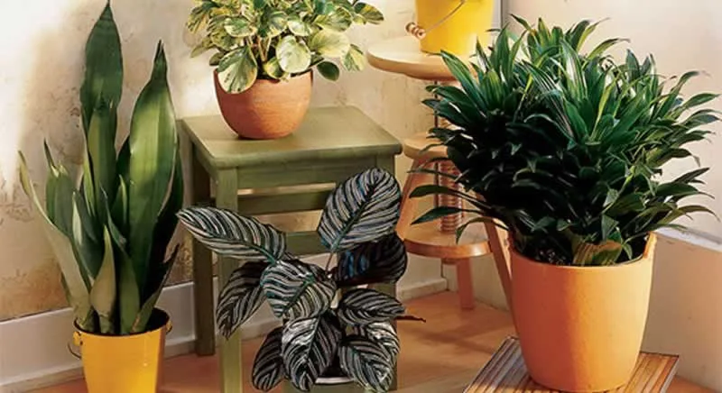 How to Humidify a Room Without a Humidifier