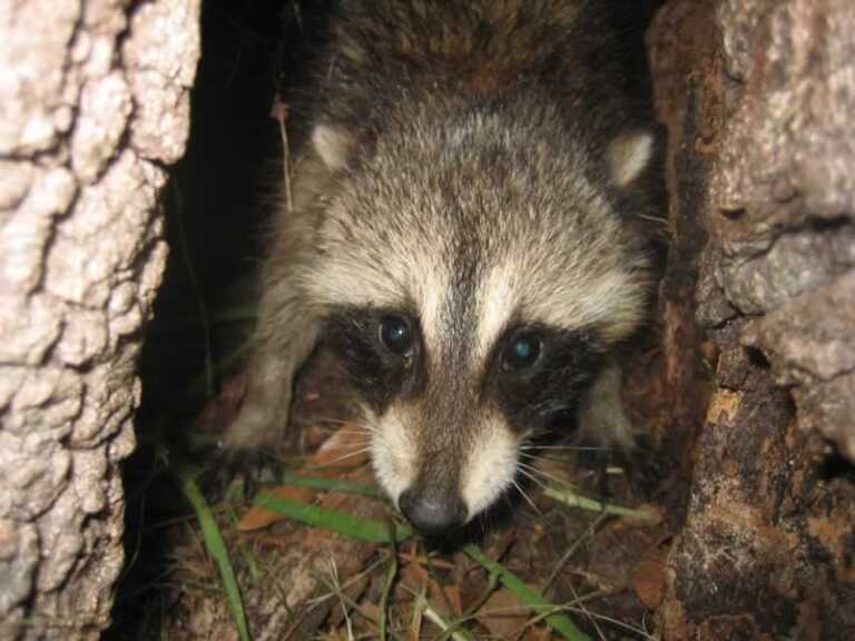 How to keep wildlife and pests out of your backyard