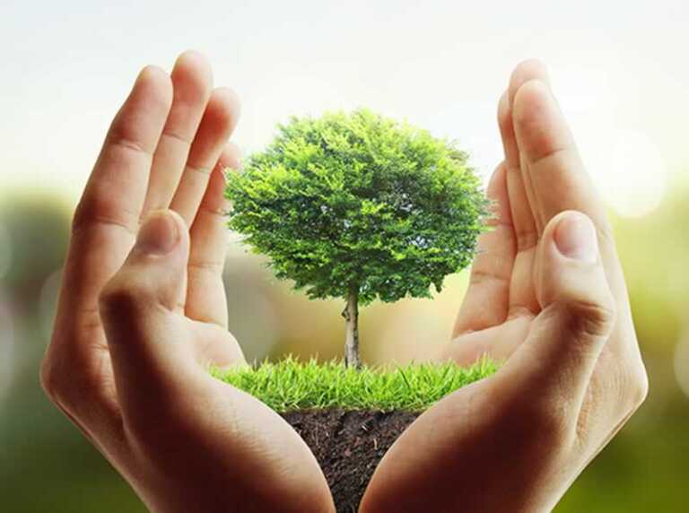 Some of the best maintenance tips to look after your trees