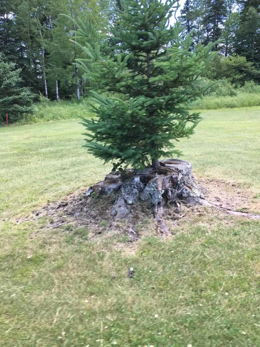 pine tree growing from tree stump