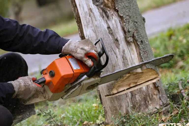 What Is The Best Time Of Year For Tree Removal